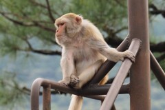 京都市動物園