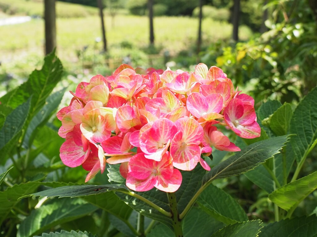 紫陽花