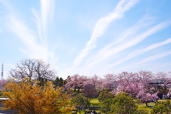 木津川市中央体育館　近辺