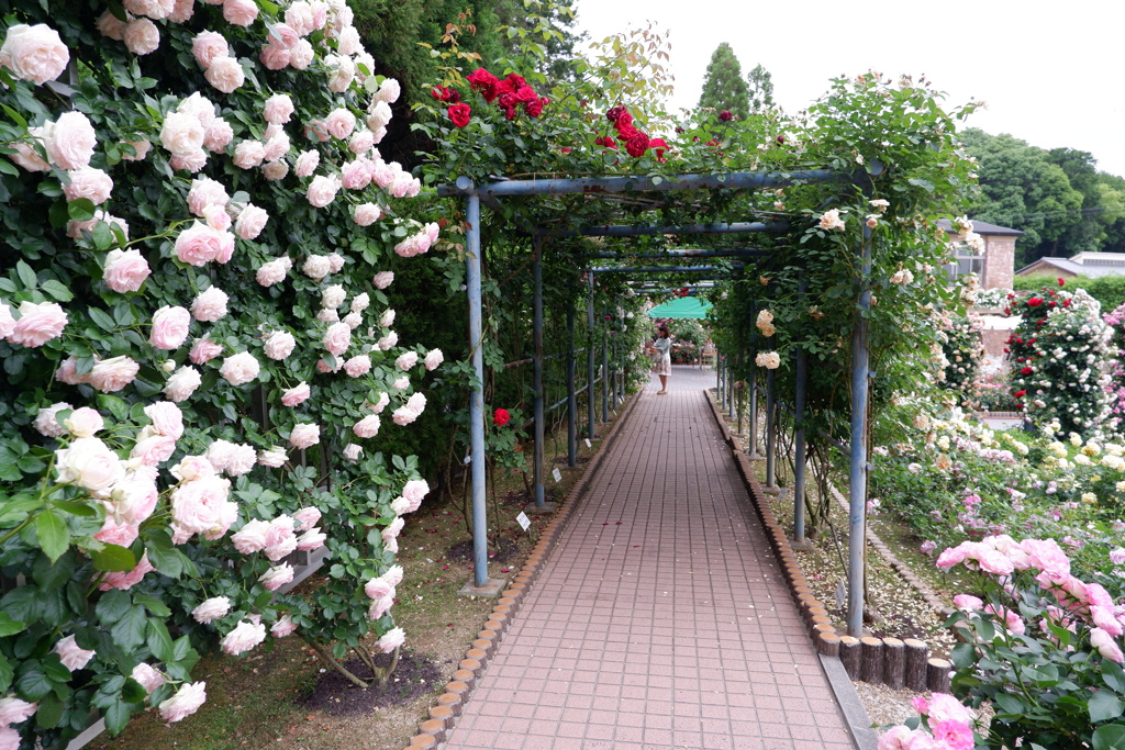 霊仙寺　バラ園
