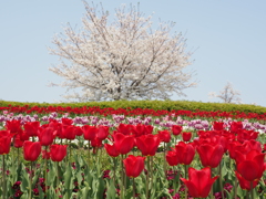 馬見丘陵公園