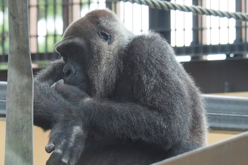 京都市動物園