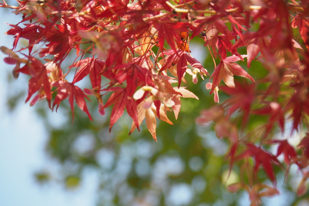 紅葉