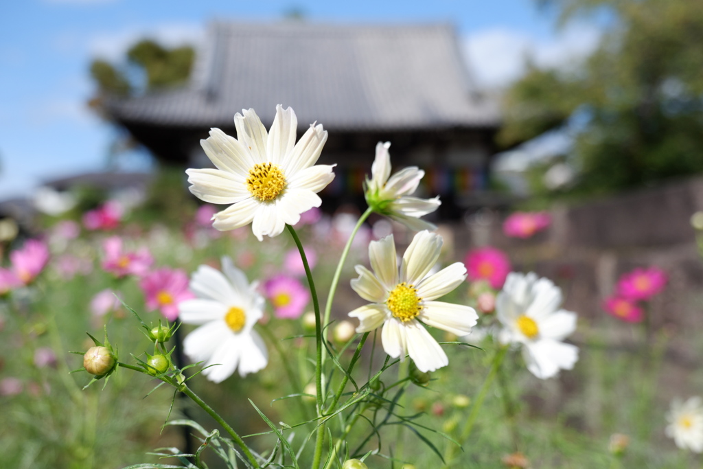 コスモス　般若時