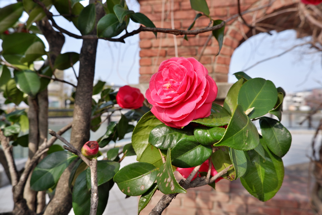 平安神宮　近辺