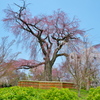 丸山公園