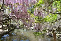 藤の花　奈良　萬葉植物園