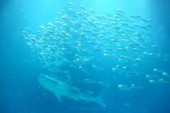 大阪海遊館