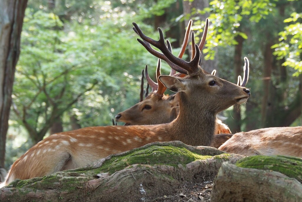 奈良公園