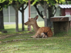 奈良公園　鹿