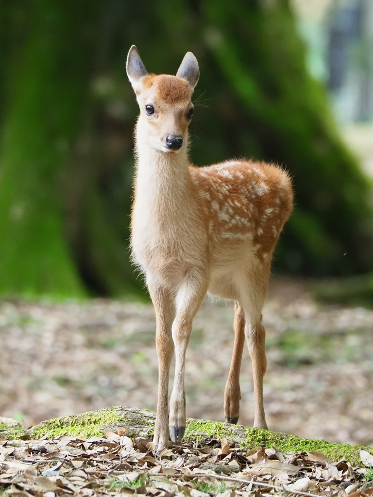 奈良公園　小鹿