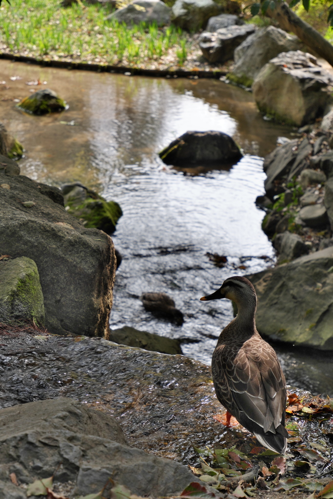 平安神宮　庭園