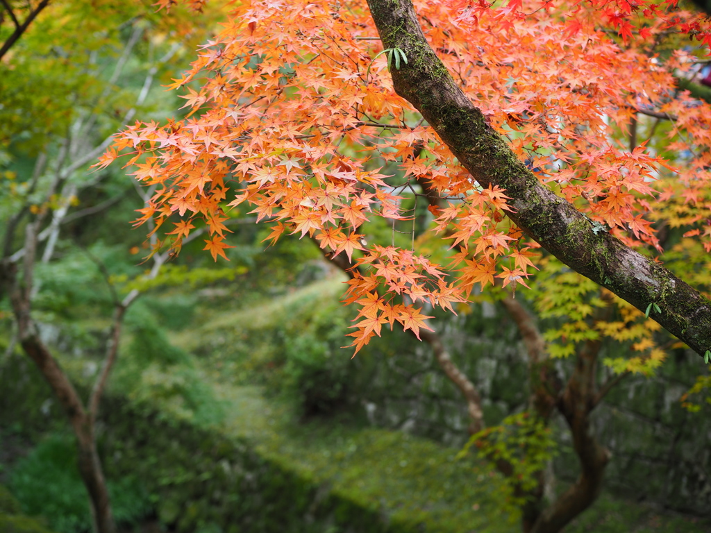 東福寺