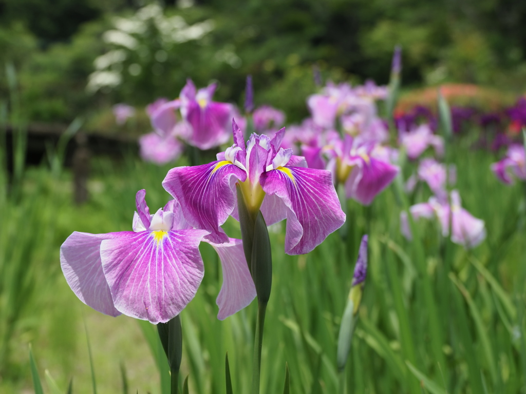 花ショウブ