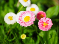 京都府立植物園