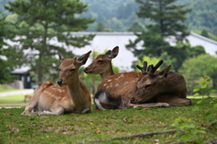 奈良公園　鹿