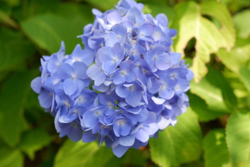 矢田寺　紫陽花
