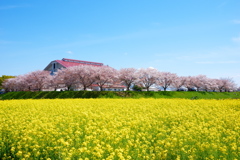 木津川市中央体育館　近辺