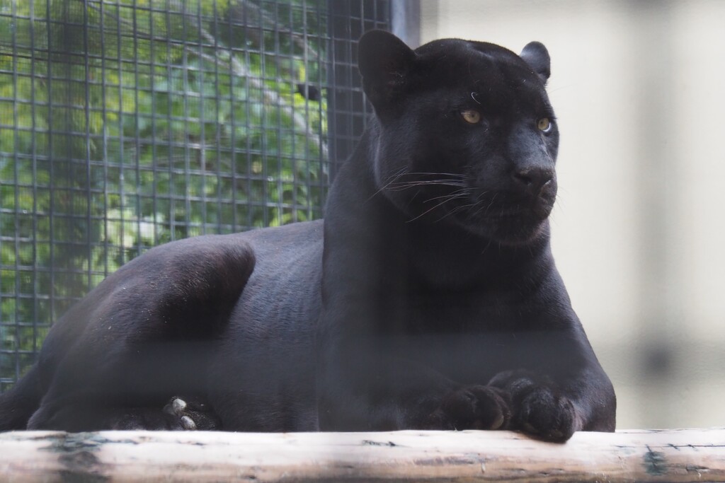 京都市動物園