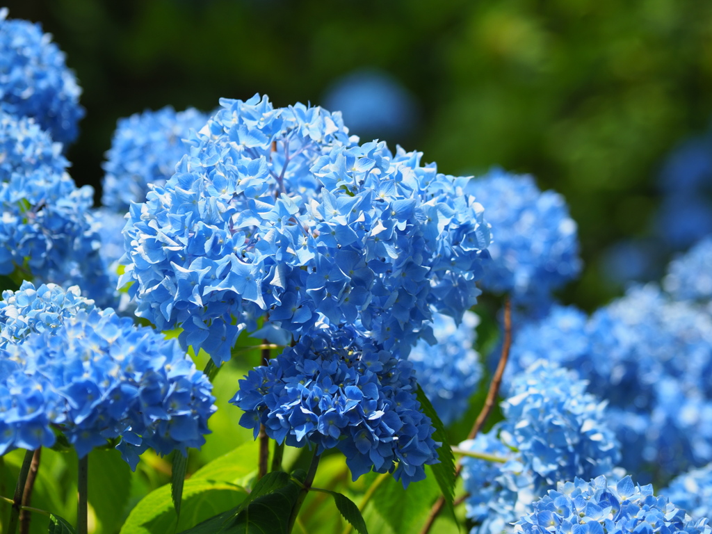 紫陽花