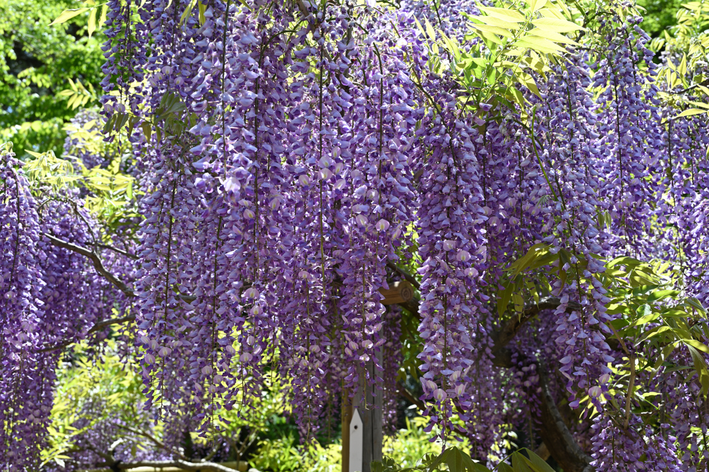藤の花　奈良　萬葉植物園