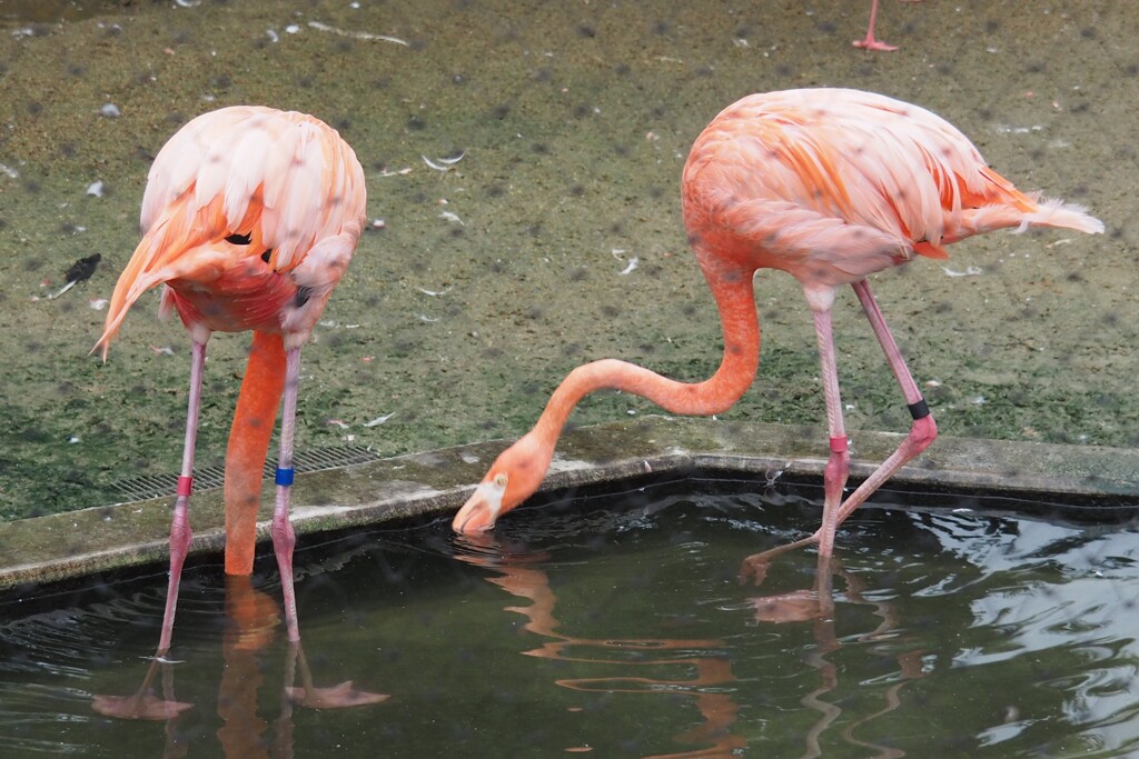 京都市動物園