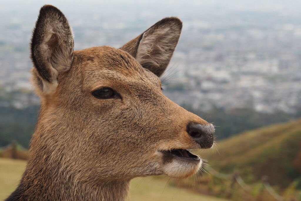 若草山