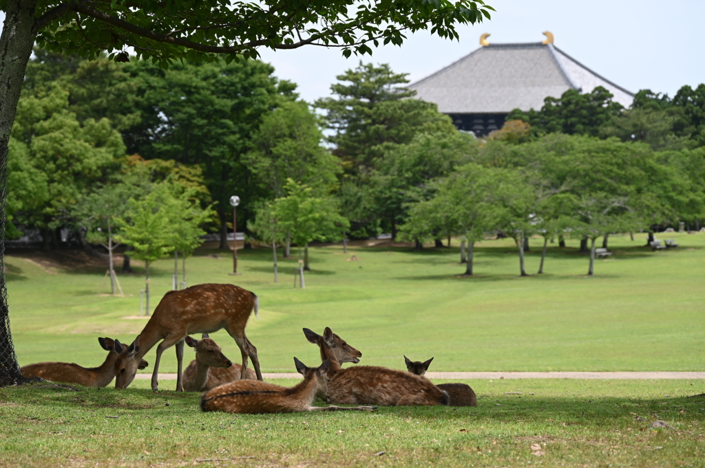 奈良公園　鹿