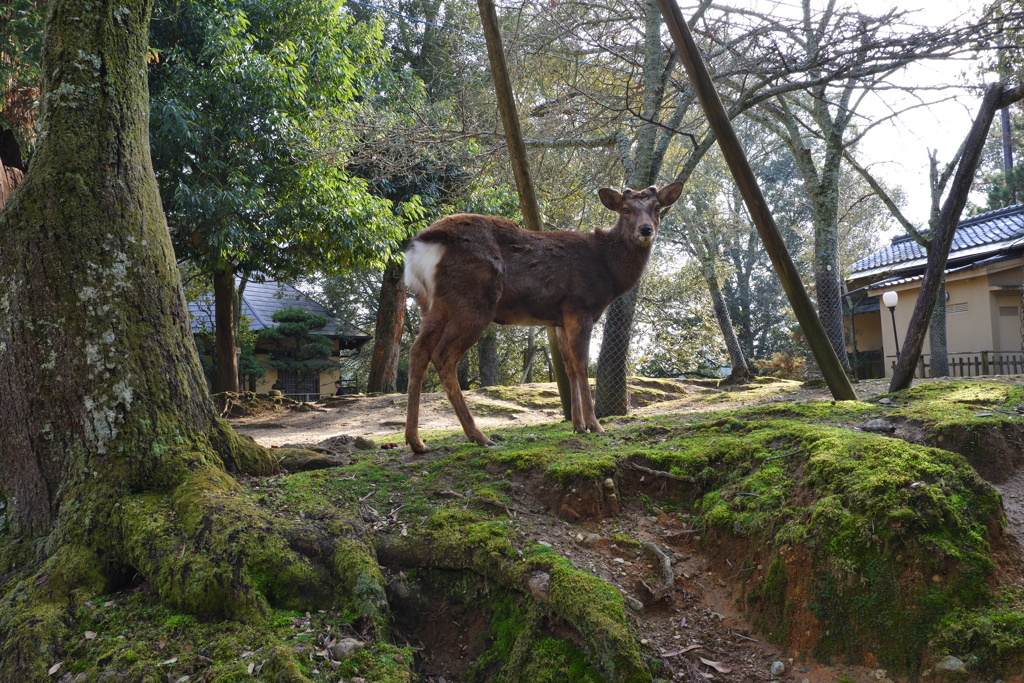 奈良公園