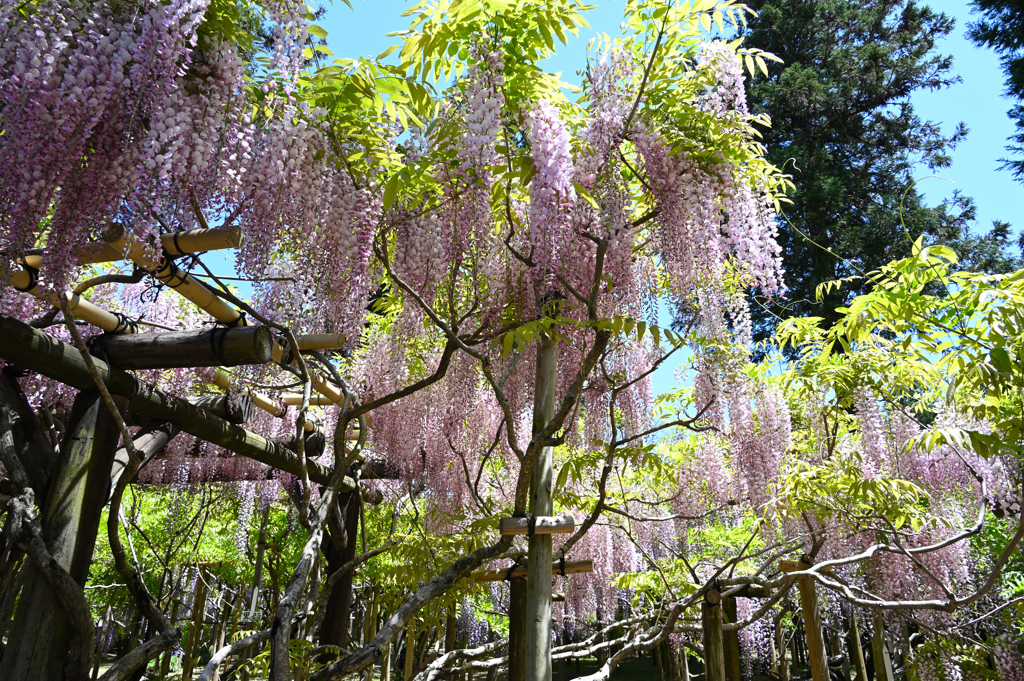 藤の花　奈良　萬葉植物園