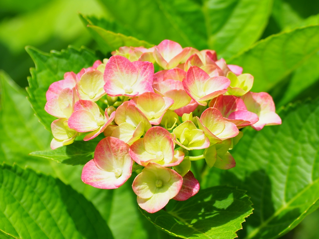 紫陽花