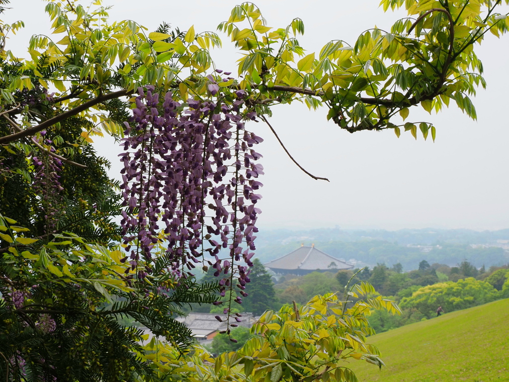若草山