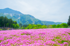 芝桜の丘