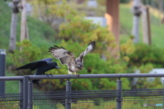 突然やって来たハシブトカラスにビックリ！