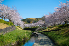 川沿いの桜