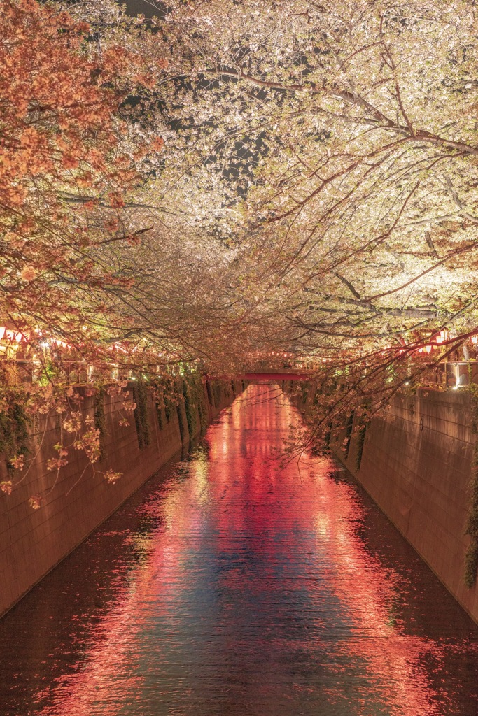目黒川の桜並木