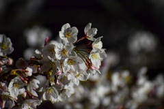 夜桜