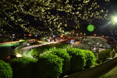 瀬戸と桜