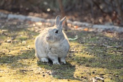 大久野島のうさぎ2