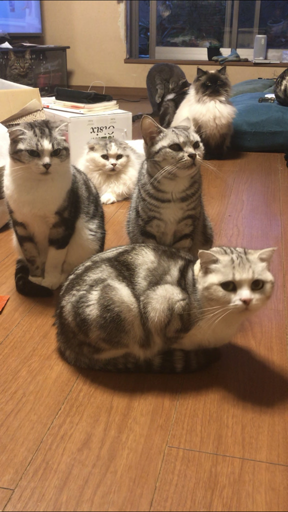 我が家の猫さん達