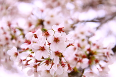 松ヶ丘公園の桜