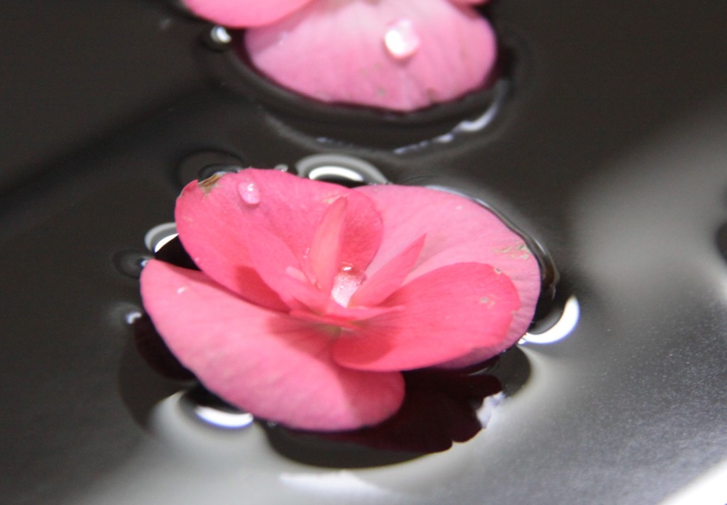 水面に浮かんだベゴニアの花