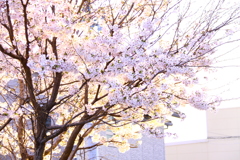 近所の桜