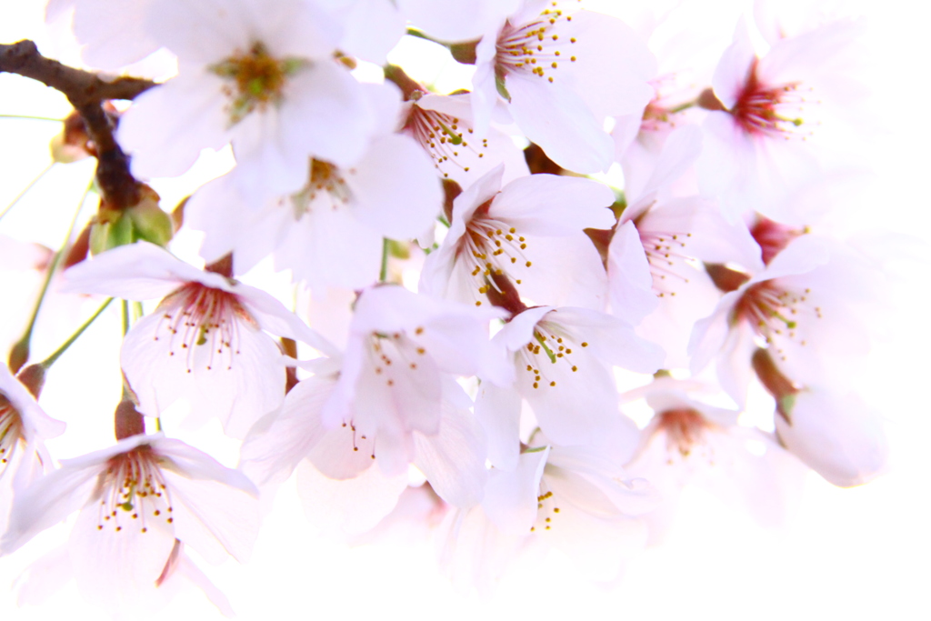 松ケ丘公園の桜