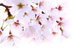 松ケ丘公園の桜