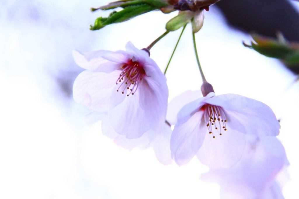 松ヶ丘公園の桜