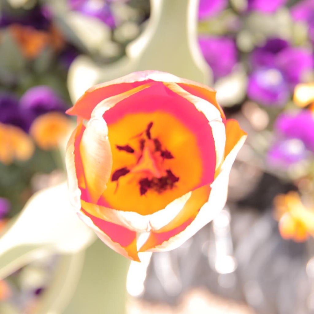 チューリップの中身