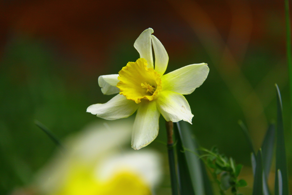 湯殿山のスイセン