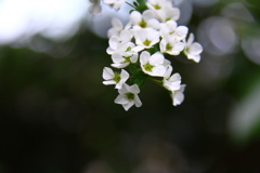 湯殿山のユキヤナギ