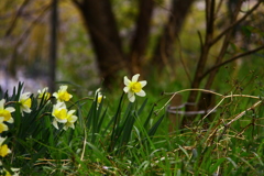 湯殿山のスイセン